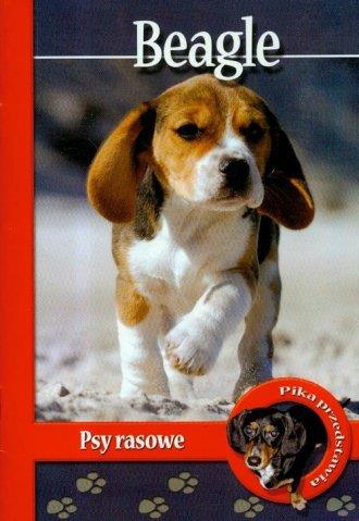 Beagle. Psy rasowe