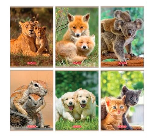ZESZYT A5 16K W 3 LINIE KOLOROWE ANIMALS  MIX